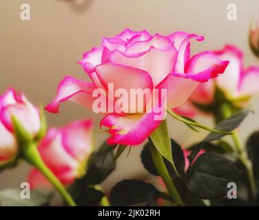 Beautiful, bright pink Tea or Miniature rose flower growing and blossoming in a vase or home garden. Isolated closeup of Rosa hybrida nature plants Stock Photo