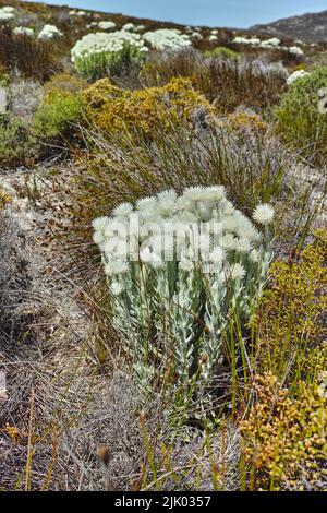 Beautiful, colorful and pretty flowers and dry plants on a mountain or fynbos nature reserve. Rugged and remote landscape with shrubs and cape snow or Stock Photo