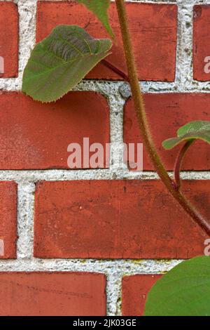 My garden. Beautiful green plant against a brick wall in a backyard, garden or park in nature. Closeup of leafy plants, vegetation or flower on a wall Stock Photo