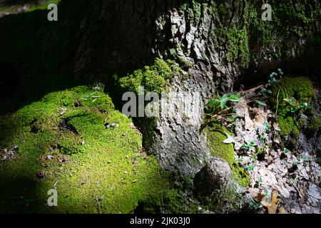 Close up of moss at the bottom of a tree with natural spotlight and shadows Stock Photo
