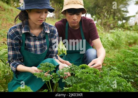 Young Vietnamese agr-engineers working on farmland together Stock Photo