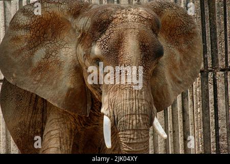 Memphis, TN May 21, 2016: Elephant on display for visitors. The Memphis Zoo is located in Memphis, Tennessee. Stock Photo