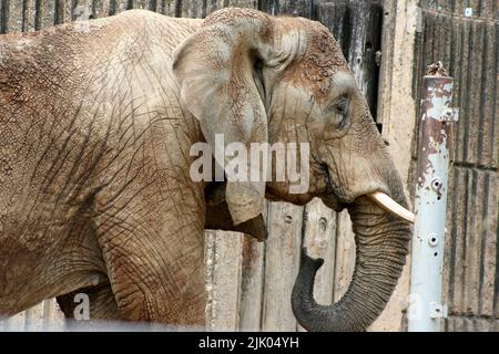 Memphis, TN May 21, 2016: Elephant on display for visitors. The Memphis Zoo is located in Memphis, Tennessee. Stock Photo