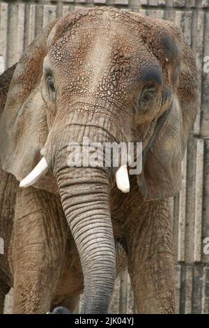 Memphis, TN May 21, 2016: Elephant on display for visitors. The Memphis Zoo is located in Memphis, Tennessee. Stock Photo