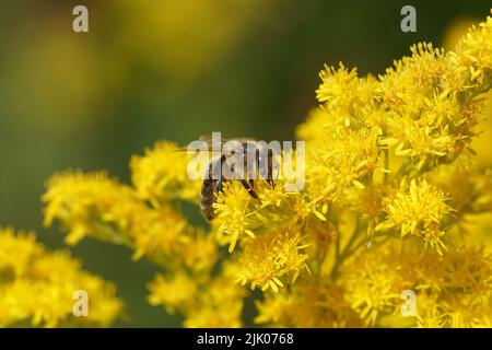 Western honey bee or European honey bee (Apis mellifera) on yellow flowers of Canadian goldenrod (Solidago Canadensis). Blurred flowers on  backgrounf Stock Photo