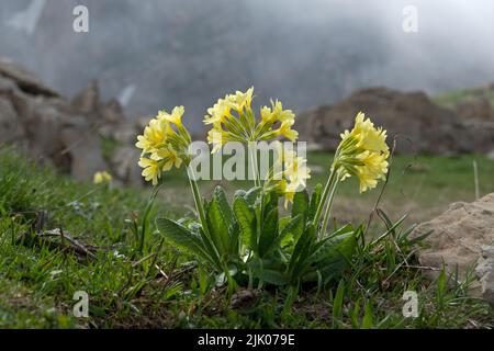 Auricula, also known as Mountain cowslip or Bear’s ear, yellow flowers, alpine landscape Stock Photo