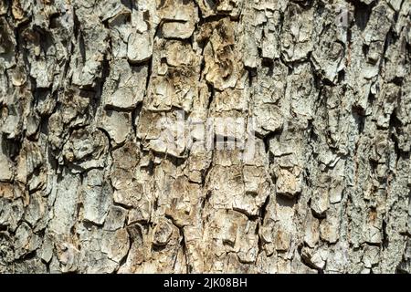 Texture of tree bark with green moss. Old tree background diagonal. Stock Photo