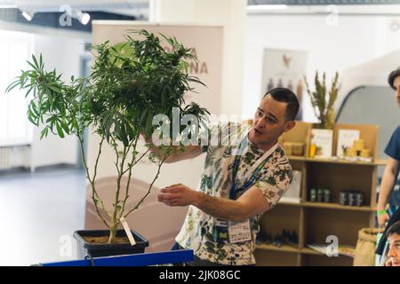 05.28.2022 Warsaw, Poland. Education about cannabidiol. White dark-haired man presenting cannabis tree to the audience and talking about its properties. High quality photo Stock Photo