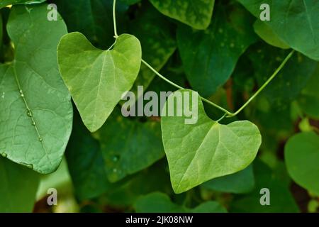 Leaf of  evergreen vine plant 'Aristolochia Iittoralis' Stock Photo