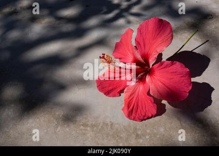 Single closeup red hibiscus. Bloomed red china rose, hibiscus flower with elegant petals and pollens on a grey background. Stock Photo