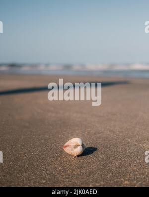 ENVIRONMENT Shell Ireland Stock Photo - Alamy