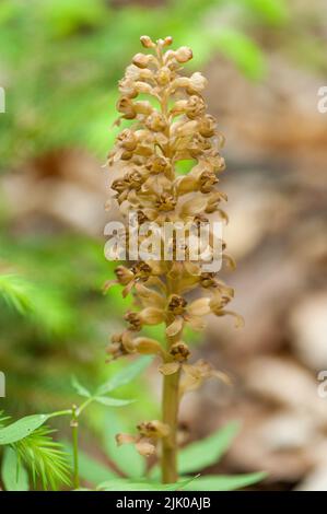 View of the Bird's Nest orchid in the forest Stock Photo