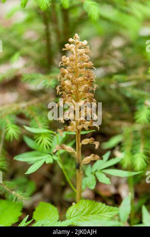 View of the Bird's Nest orchid in the forest Stock Photo