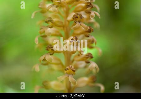 View of the Bird's Nest orchid in the forest Stock Photo