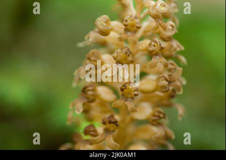 View of the Bird's Nest orchid in the forest Stock Photo