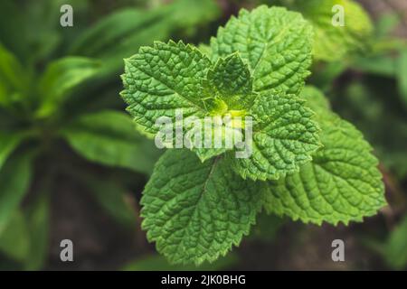 Mint plant grow at vegetable garden. Fresh green leaves of peppermint, top view. Spearmint herbs, nature background Stock Photo