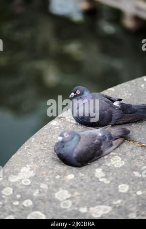 A selective focus shot of two pigeons resting on rock Stock Photo