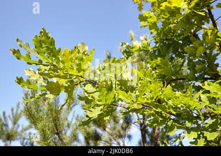 Oak branch with green leaves on a sunny day. Oak tree at summer. Blurred leaf background Stock Photo