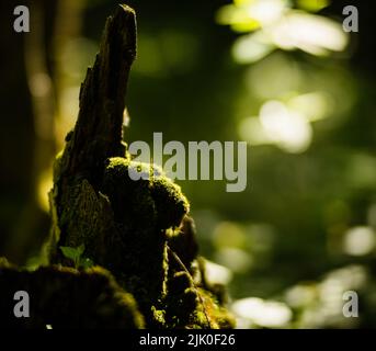 Stump covered with moss and resembling a hand pointing up. Selective focus on foreground with blurred background and copy space Stock Photo