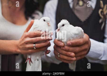 White doves in the hands of the newlyweds. Stock Photo