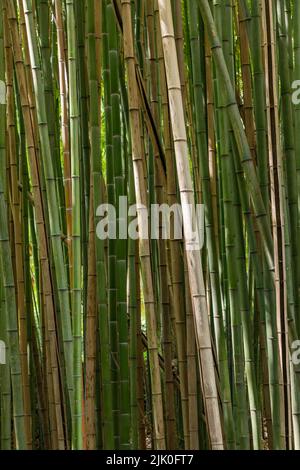 A bamboo forest with many styles in the beautiful medieval garden Jardins da Quinta das Lagrimas, Coimbra, Portugal Stock Photo