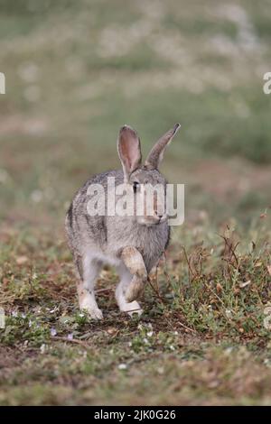 Rabbit on Skokholm Island Wales Stock Photo