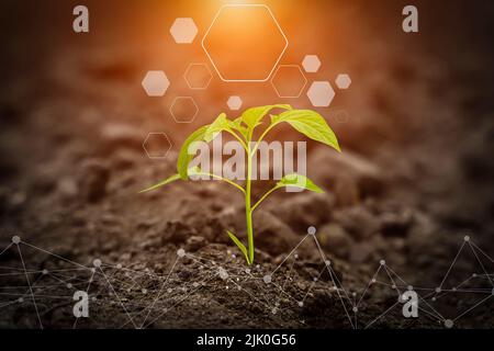 Agricultural technologies for growing plants and scientific research in the field of biology and chemistry of nature. Living green sprout in the hands of a farmer. Organic digital background. High quality photo Stock Photo