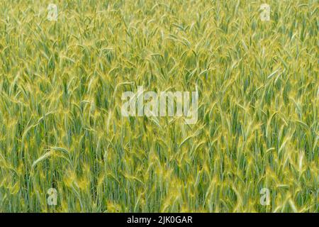 Wheat field in summer at sunset. Ripe ears of wheat on the farm during the summer harvest. Agriculture, cereals and eco nature concept. High quality photo Stock Photo