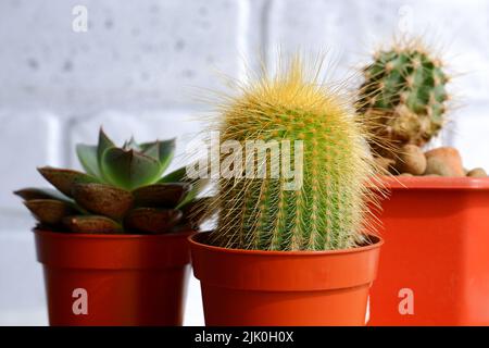 Cacti in pots close-up. Small decorative cacti in red pots against a white brick wall Stock Photo