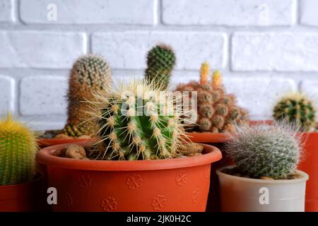 Small house cacti. Cacti in pots close-up Stock Photo