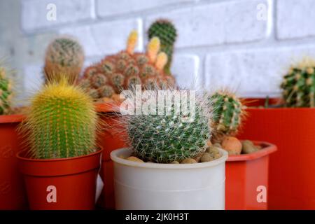 Small decorative cacti in red pots on the background of a white brick wall Stock Photo