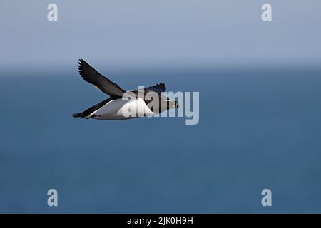 Razorbill in flight on Skokholm Island West Wales Stock Photo - Alamy