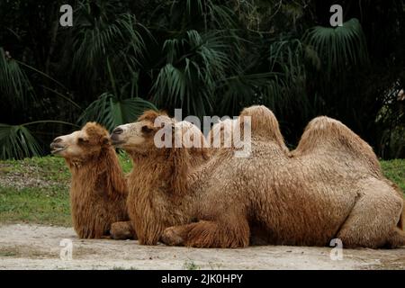 A pair of Bactrian camels sitting in the park Stock Photo