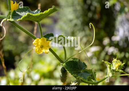 Cucumber branch with yellow flowers fnd small juicy fruits Stock Photo