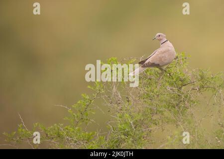 Collared Dove (Streptopelia decaocto) perched on a branch Photographed at the Ein Afek nature reserve, Israel in April Stock Photo