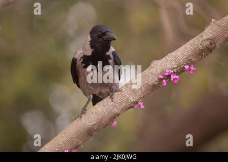 Hooded crow (Corvus cornix) perched on a branch The hooded crow is a widespread bird found throughout much of Europe and the Middle East. It is an omn Stock Photo