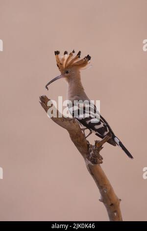 Hoopoe (Upupa epops) with Prey This bird is found throughout Europe, Asia, northern and Sub-Saharan Africa and Madagascar. It migrates to warmer tropi Stock Photo