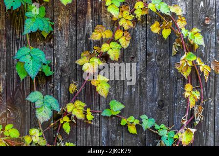 autumn leaf motif - autumn tayberry leaves on wood background, autumn details, autumn postcard, horizontal wallpaper Stock Photo