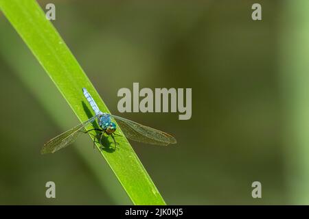 Dragonfly at Ein Feshkha (Einot Tzukim) is a nature reserve and archaeological site on the northwestern shore of the Dead Sea, about three kilometers Stock Photo