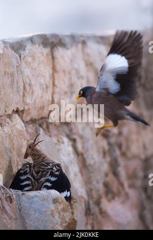 Hoopoe (Upupa epops) and an invasive common myna or Indian myna (Acridotheres tristis), Photographed in Israel in April Stock Photo