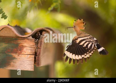 Hoopoe (Upupa epops) with Prey This bird is found throughout Europe, Asia, northern and Sub-Saharan Africa and Madagascar. It migrates to warmer tropi Stock Photo