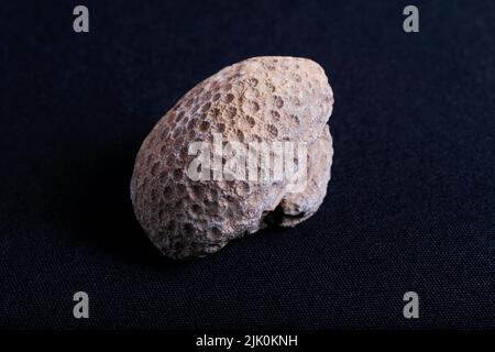 Coral fossil. Corals are cnidarians that live as polyps attached to the sea floor. Stock Photo