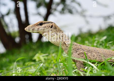 Closeup of Bengal monitor lizard, Varanus bengalensis, Satara, Maharashtra, India Stock Photo