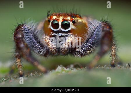 Ground crab, Cardisoma carnifex, Satara, Maharashtra, India Stock Photo