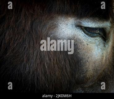 Close up of a donkeys eye on a dark background Stock Photo