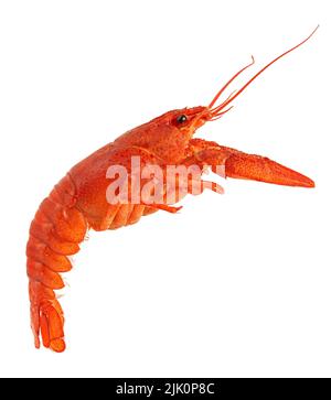 Cooced crayfish isolated on white background. Stock Photo