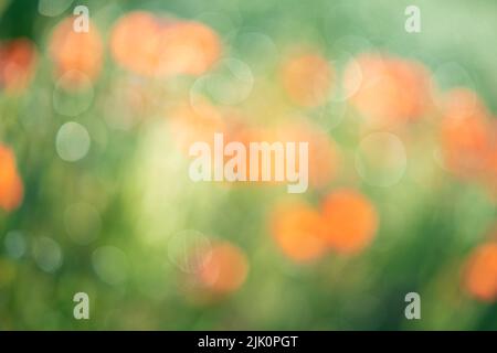 Defocused natural background of red flowers. Soft focus Stock Photo