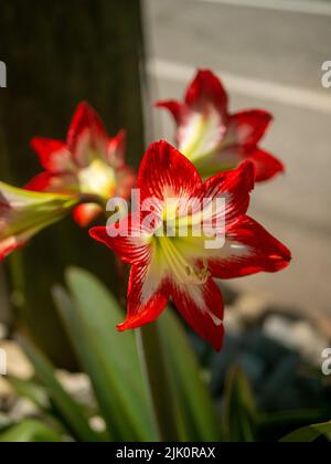 A selective focus shot of red Striped Barbados lily flowers in the garden Stock Photo
