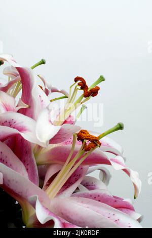 Beautiful pink lilies in a close-up arrangement against a light background Stock Photo