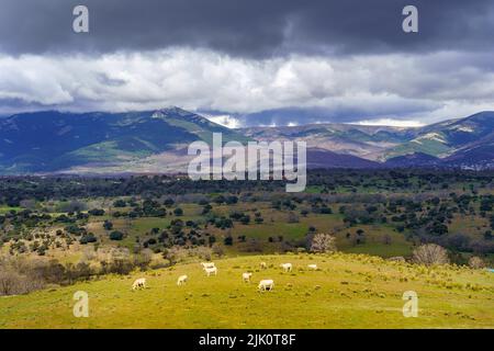 Green landscape with dramatic sky of dark clouds and cows calmly grazing on the green meadow. Madrid. Spain. Stock Photo